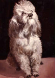 shows/mypoodle.jpg